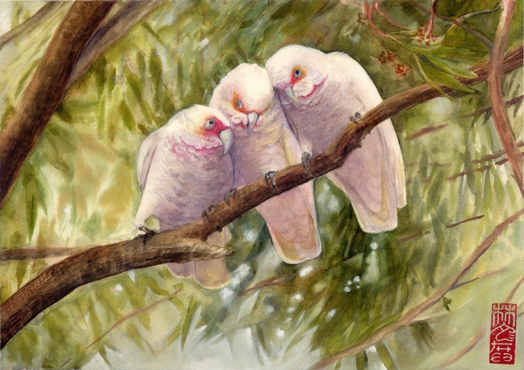 Watercolour painting of three corella birds huddled together in a gum tree